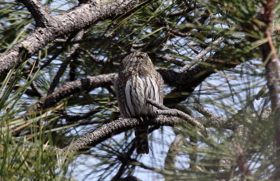 Image of Mountain Pygmy Owl