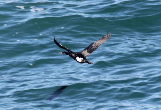 Image of Baird's cormorant