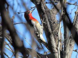 Слика од Sphyrapicus ruber (Gmelin & JF 1788)