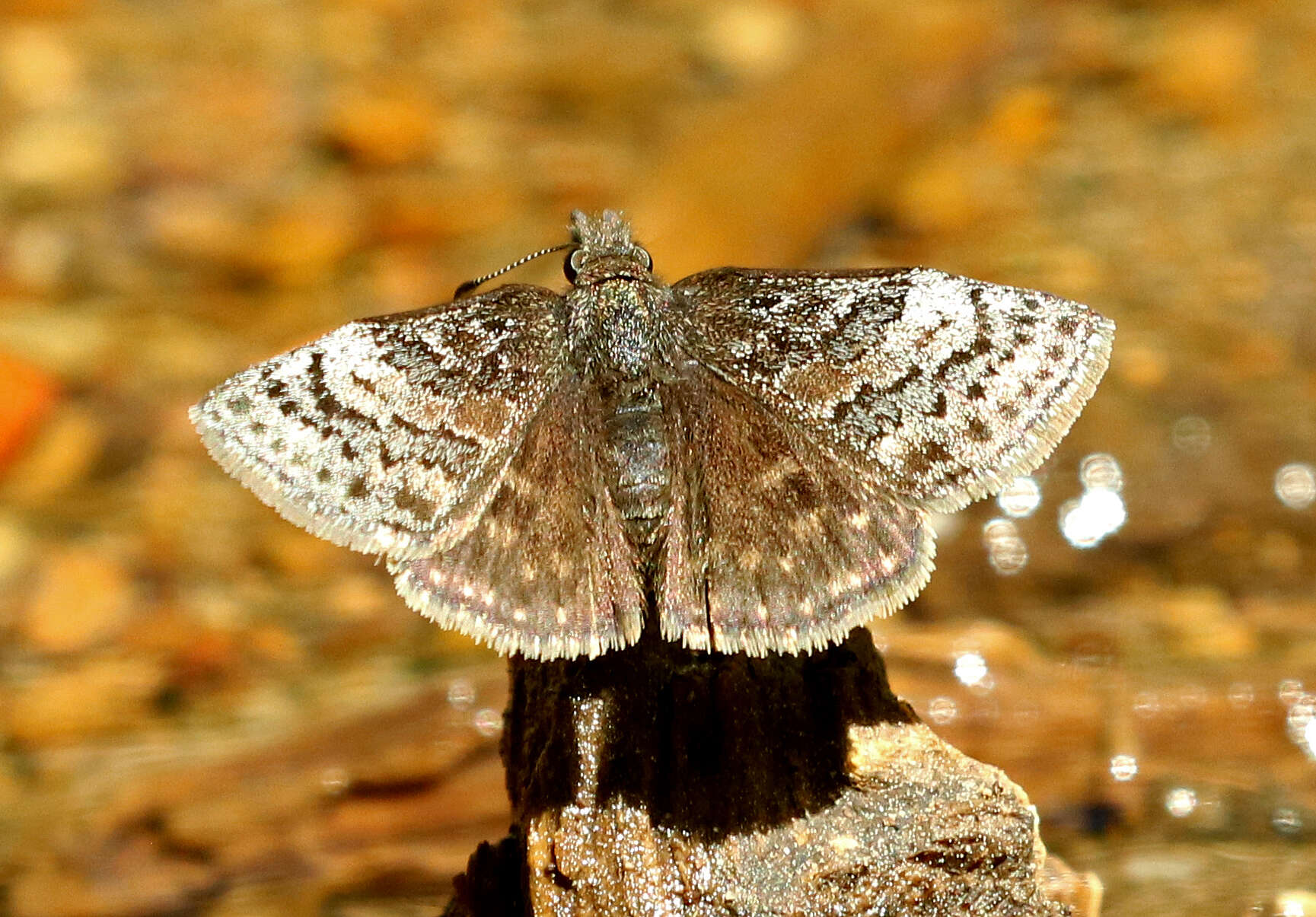 Image of Dreamy Duskywing