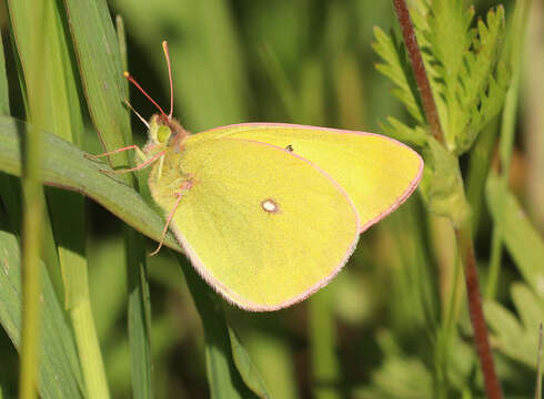 Image of Western Sulphur