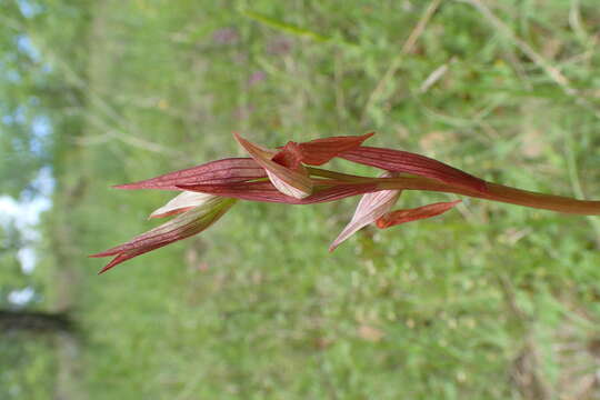 Image of Serapias bergonii E. G. Camus