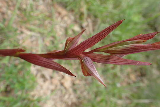 Image of Serapias bergonii E. G. Camus