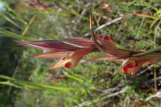 Image of Serapias bergonii E. G. Camus