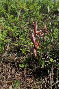 Image of Serapias bergonii E. G. Camus