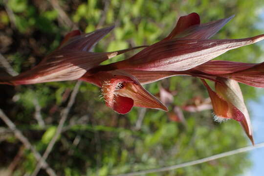 Image of Serapias bergonii E. G. Camus