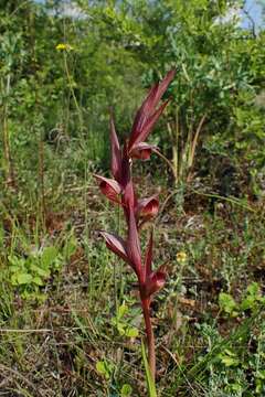 Image of Serapias bergonii E. G. Camus