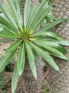 Image of Pachypodium lamerei Drake