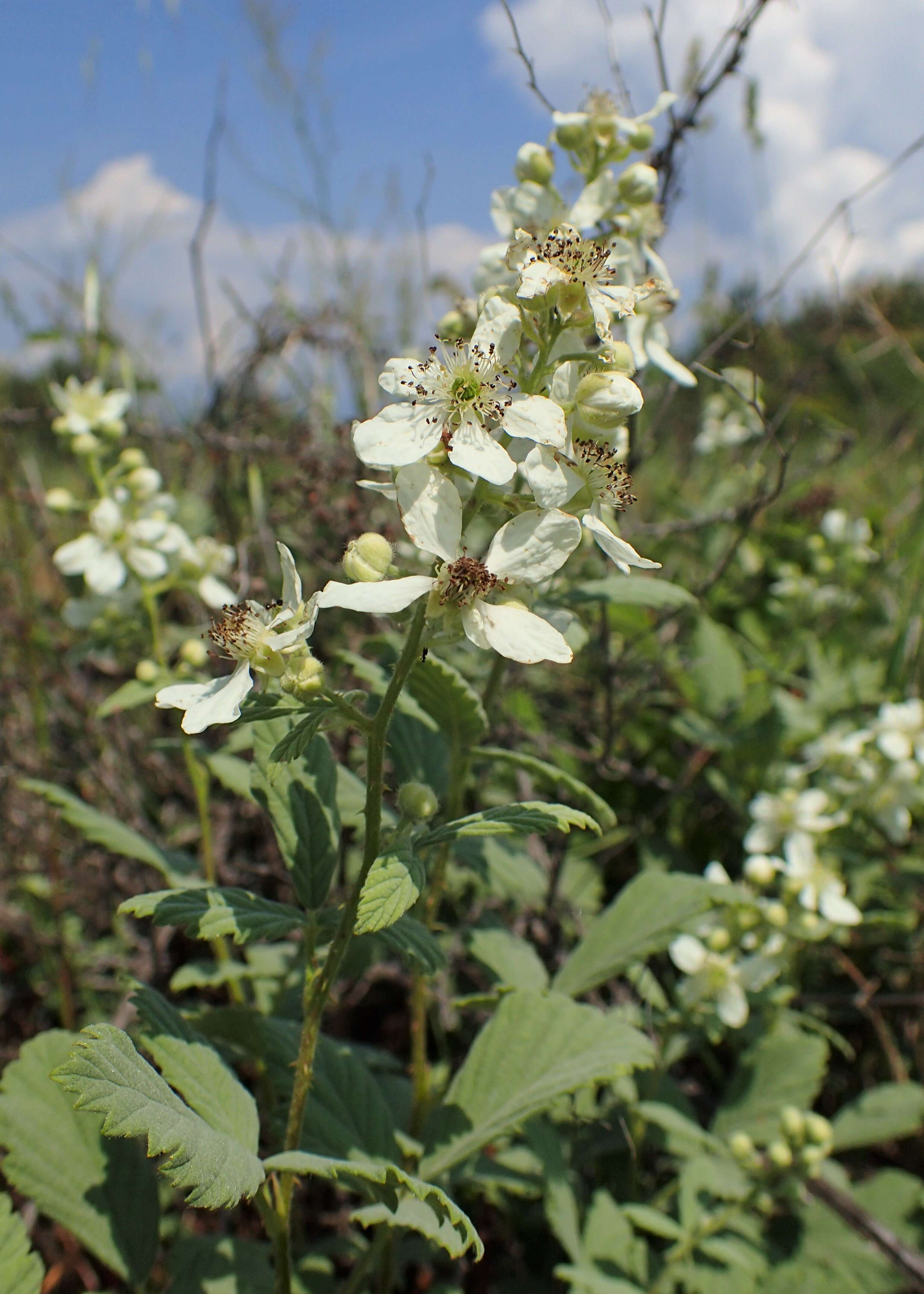 Image of Brambles