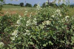 Image of Brambles