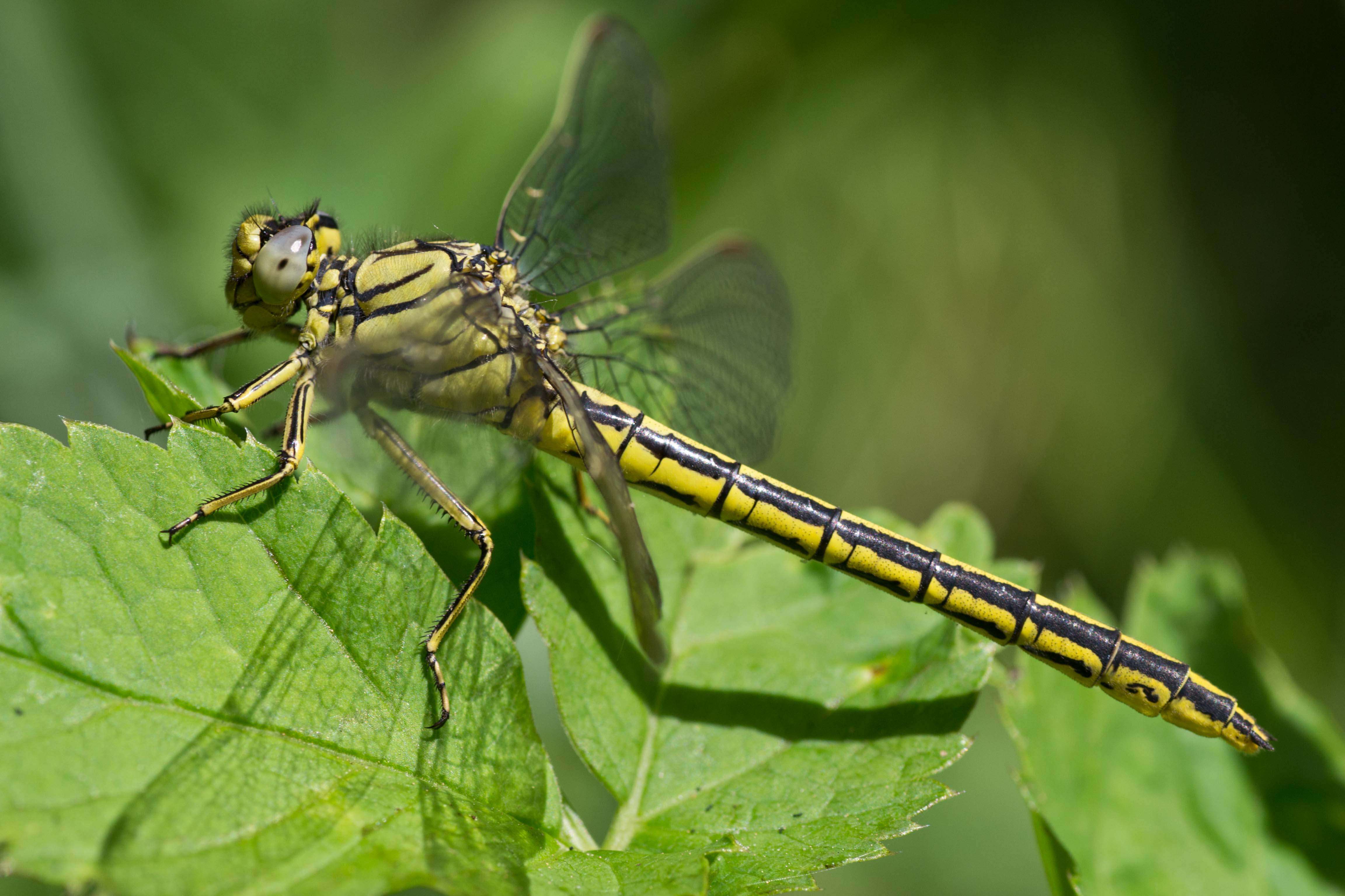 Image of Western Clubtail