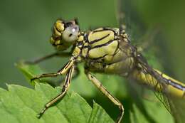 Image of Western Clubtail