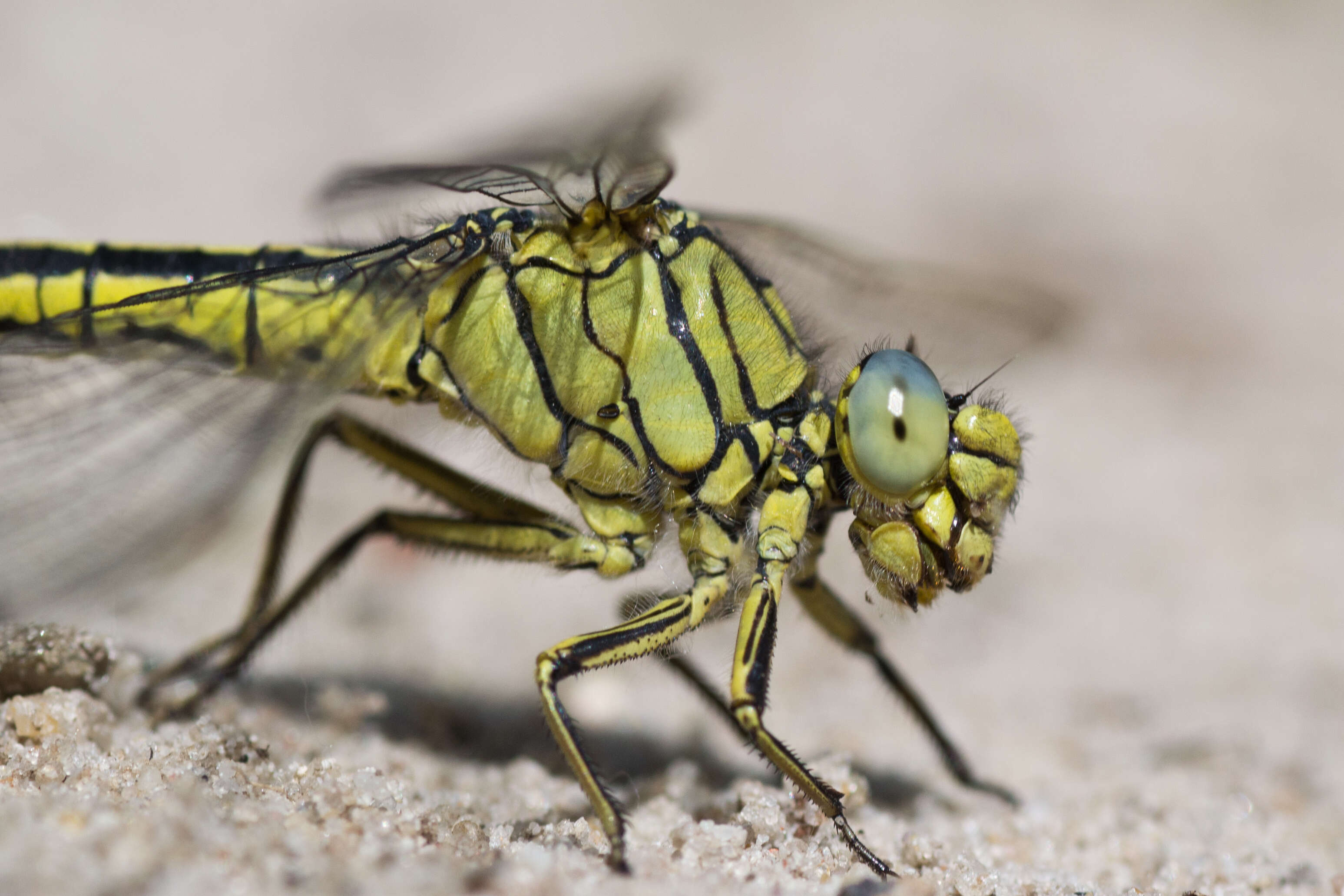 Image of Western Clubtail