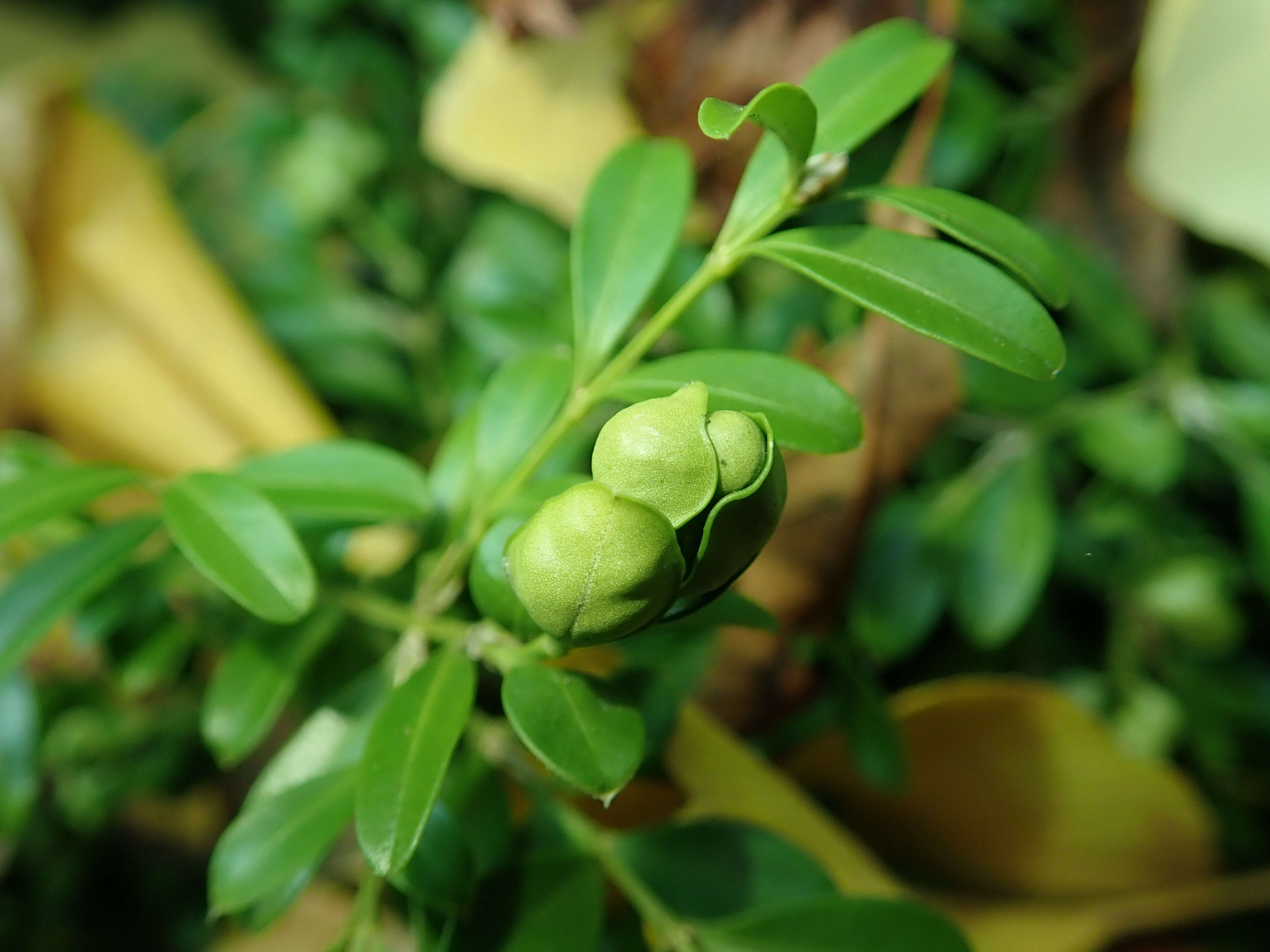 Image of Boxwood Psyllid