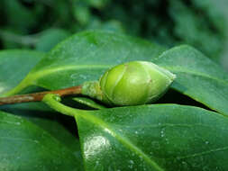 Image of Tea plant