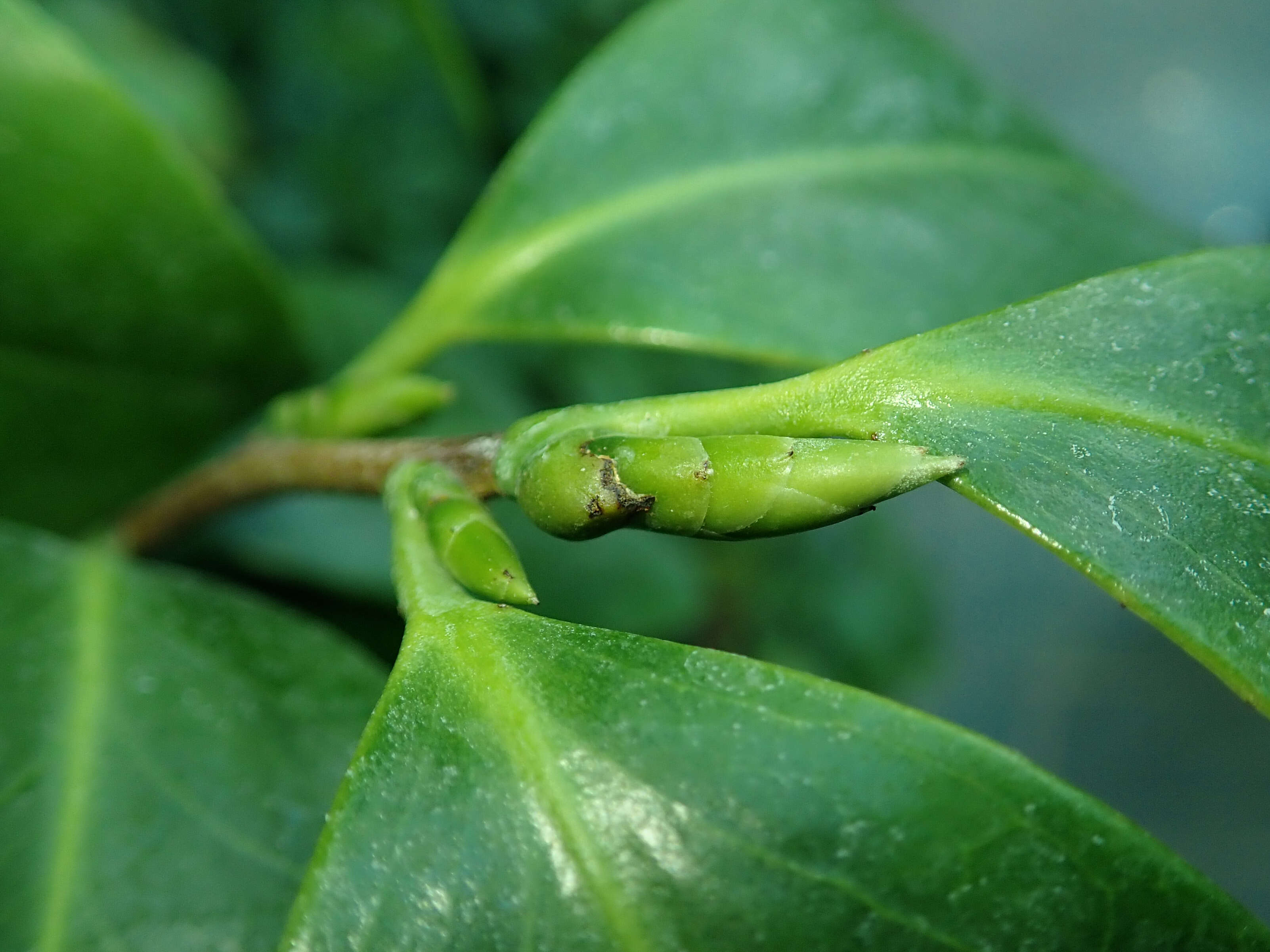 Image of Tea plant