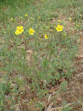 Image of sulphur cinquefoil