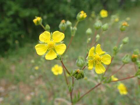 Image of sulphur cinquefoil