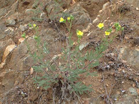 Image of sulphur cinquefoil