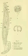 Image de Microcotyle