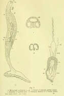 Image de Microcotyle archosargi MacCallum 1913