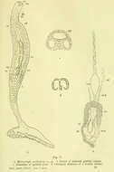 Imagem de Microcotyle archosargi MacCallum 1913