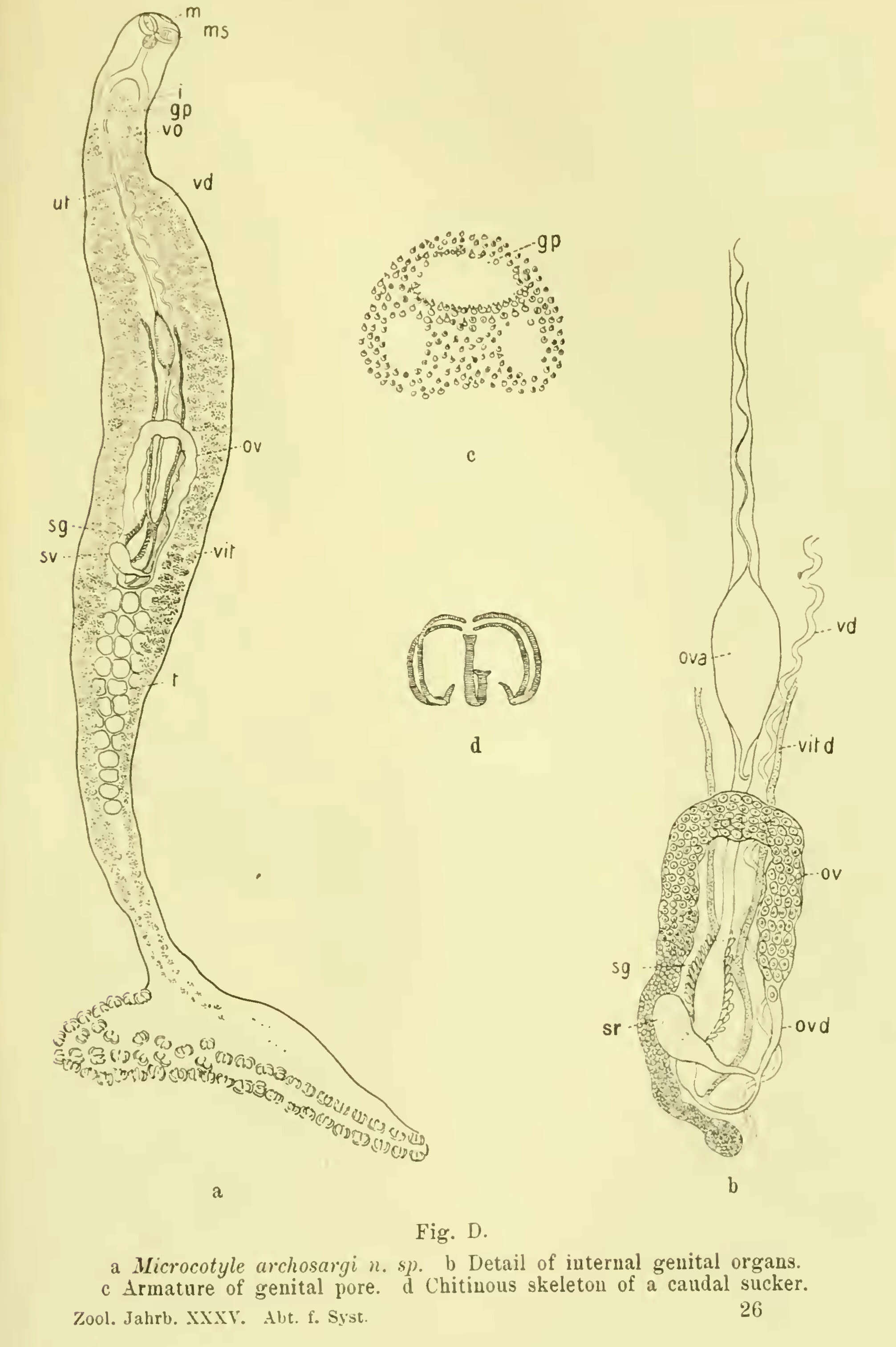 Image de Microcotyle archosargi MacCallum 1913