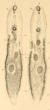 Image de Trematoda