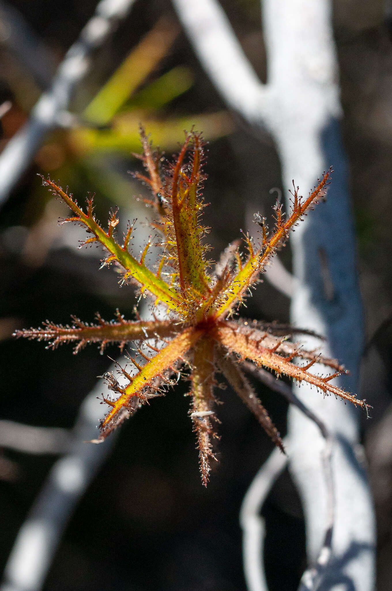 Image of Roridula dentata L.