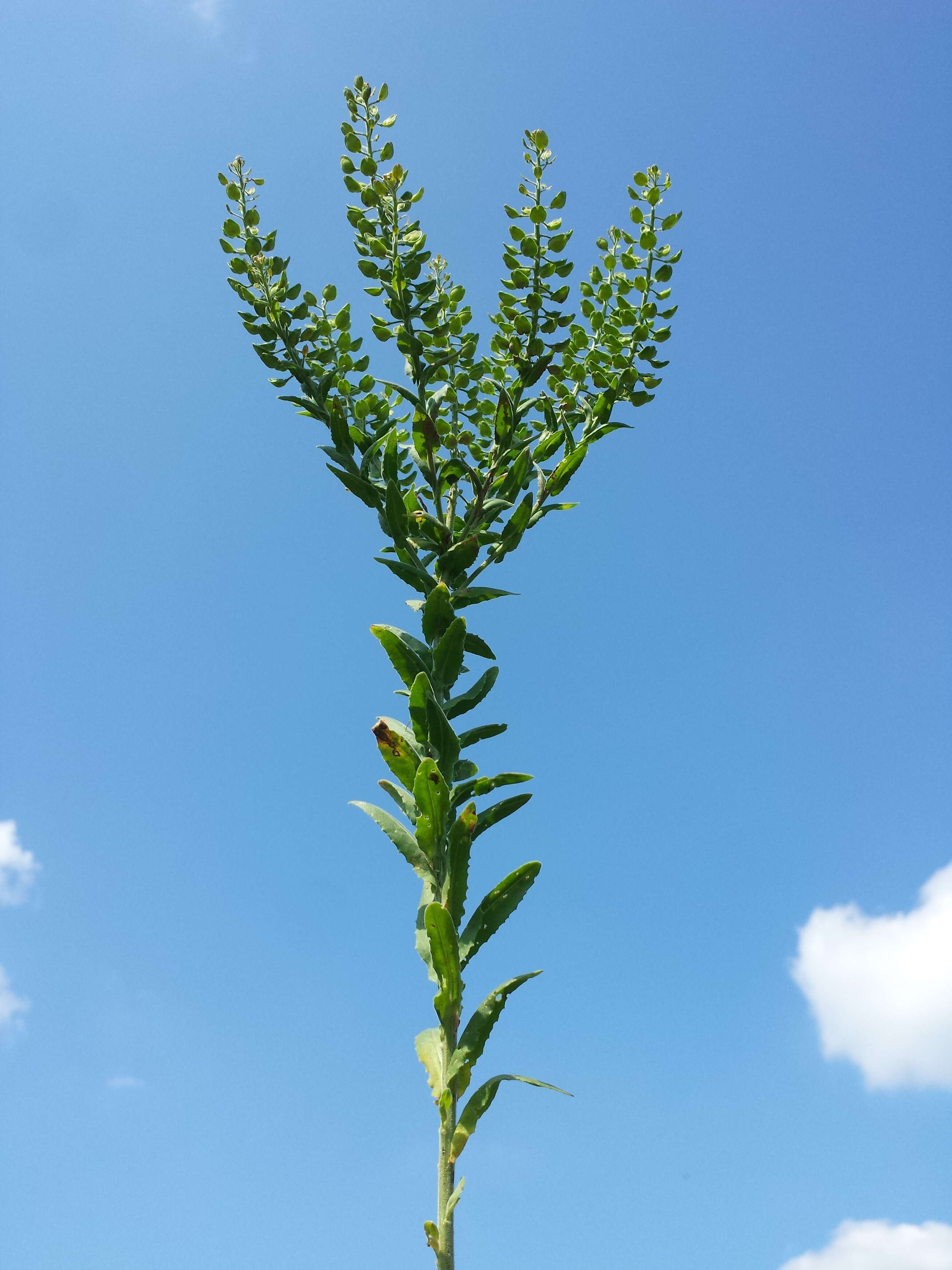 Image of field pepperweed