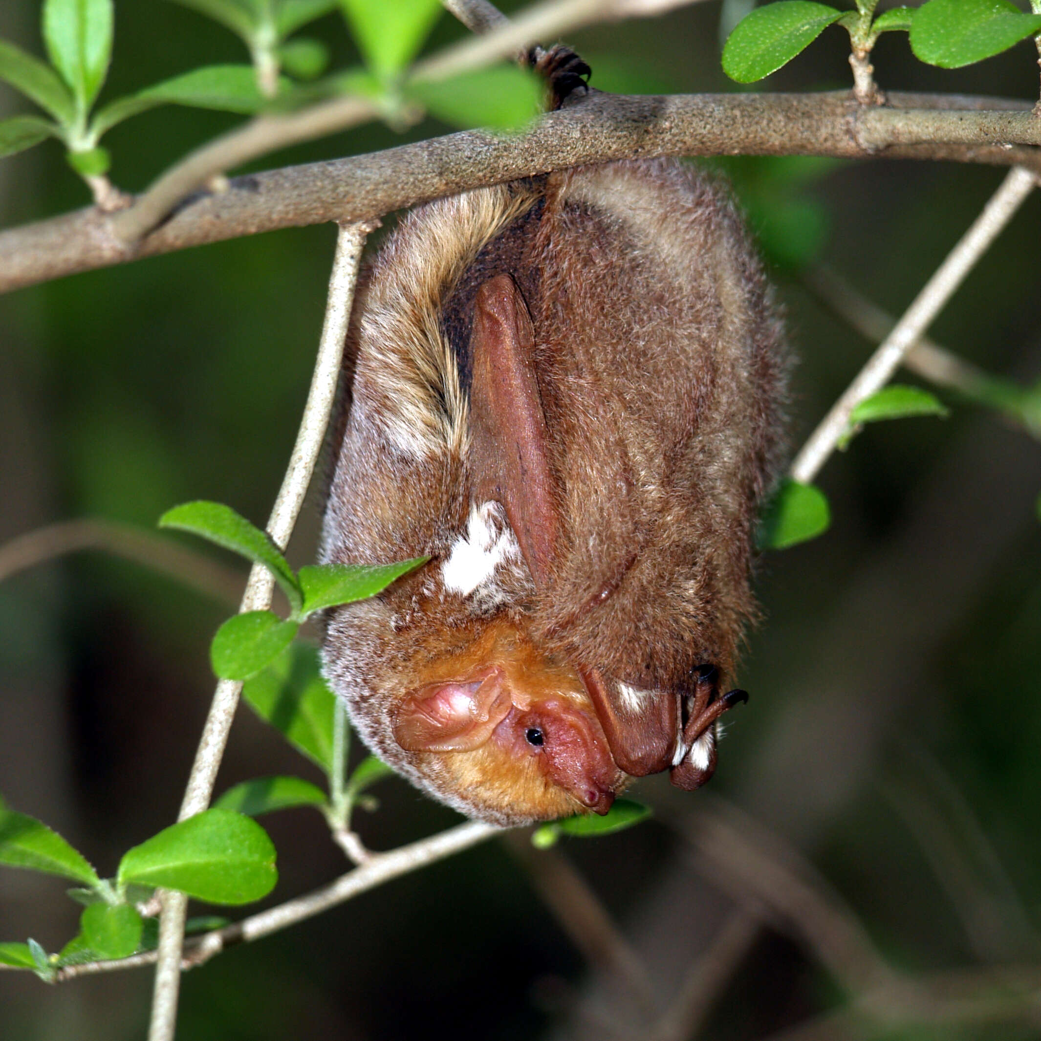 Image de Chauve-souris rousse