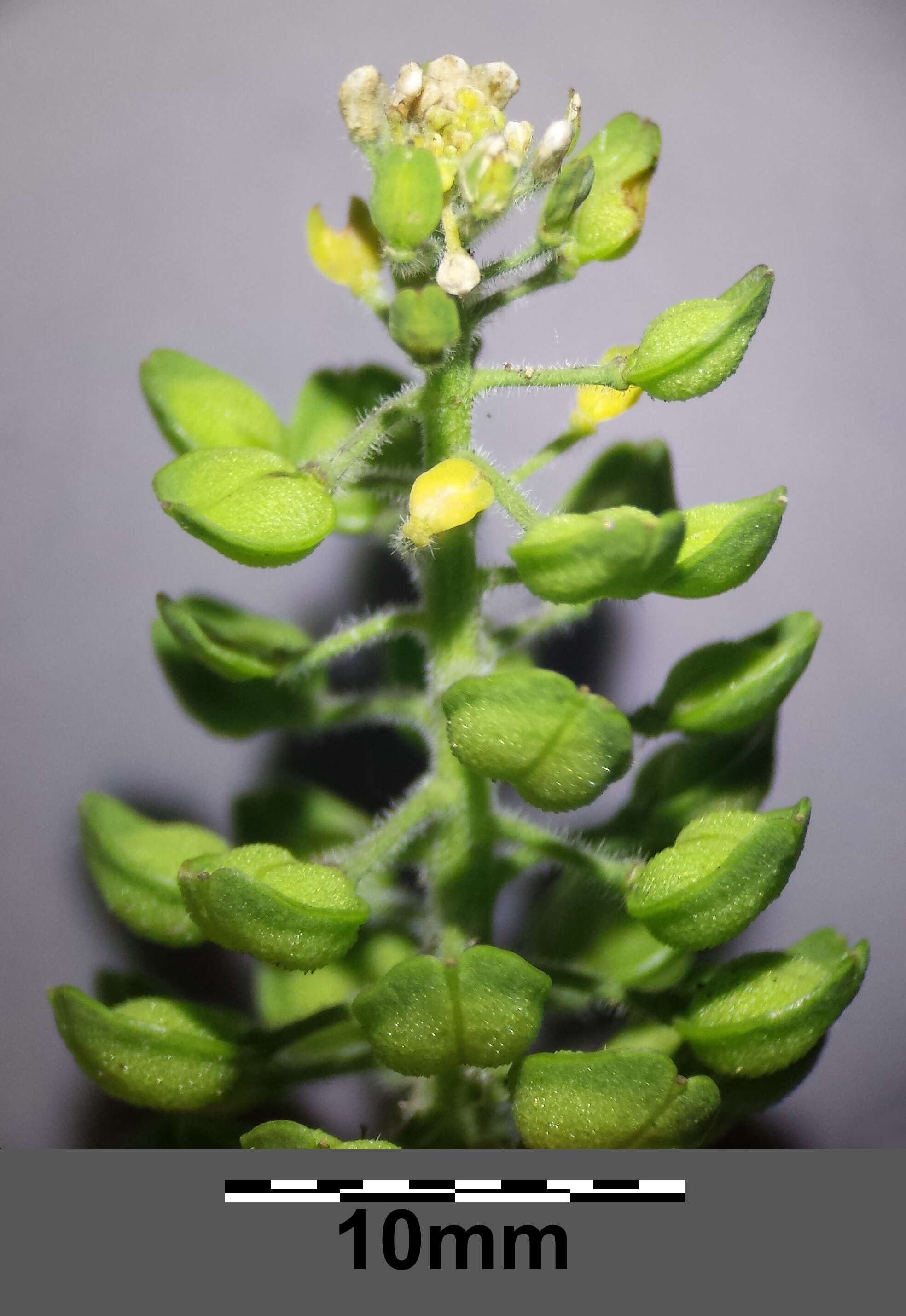 Image of field pepperweed