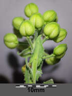 Image of field pepperweed