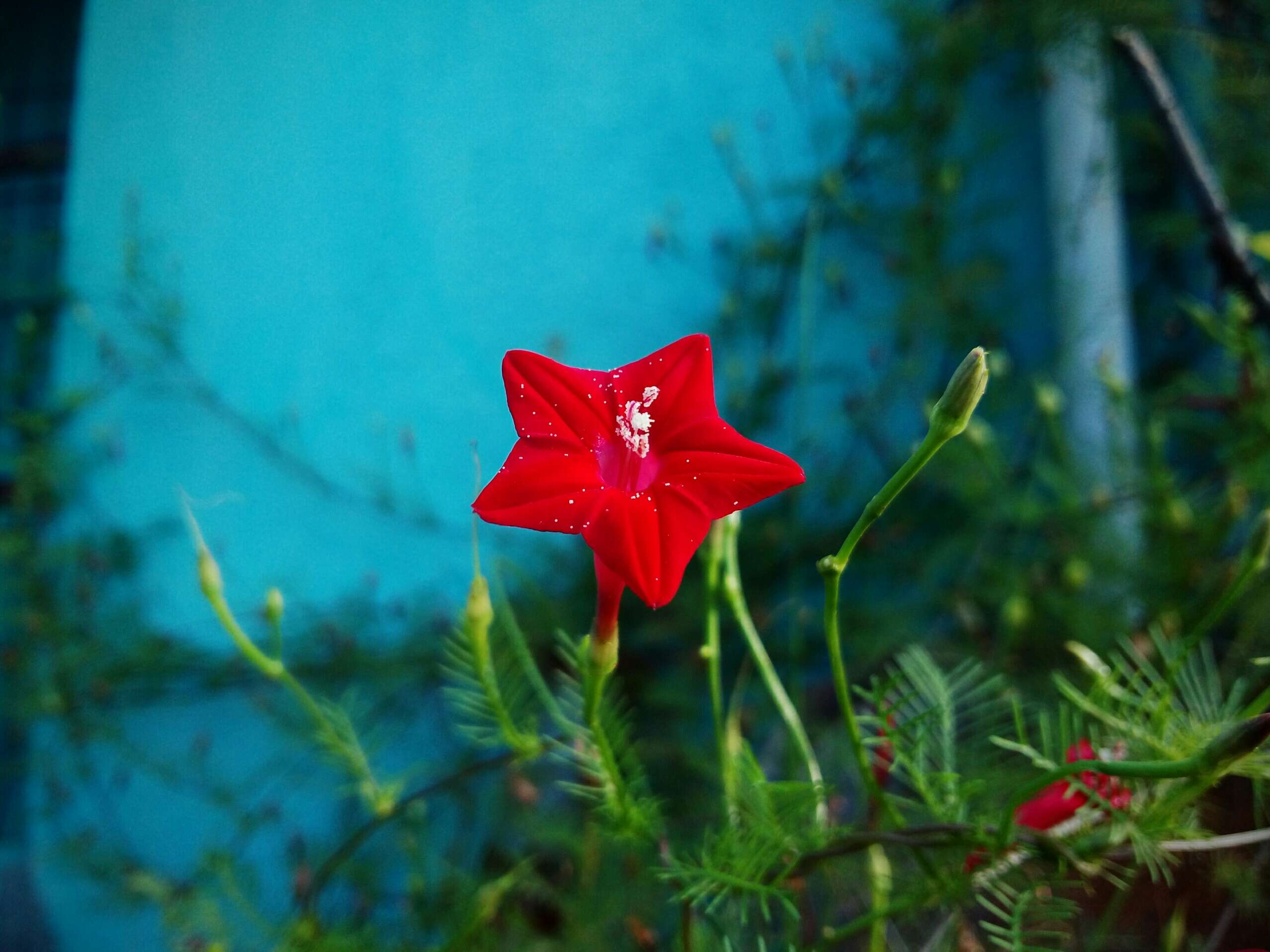 Image of Cypress Vine