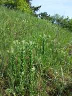 Image of field pepperweed