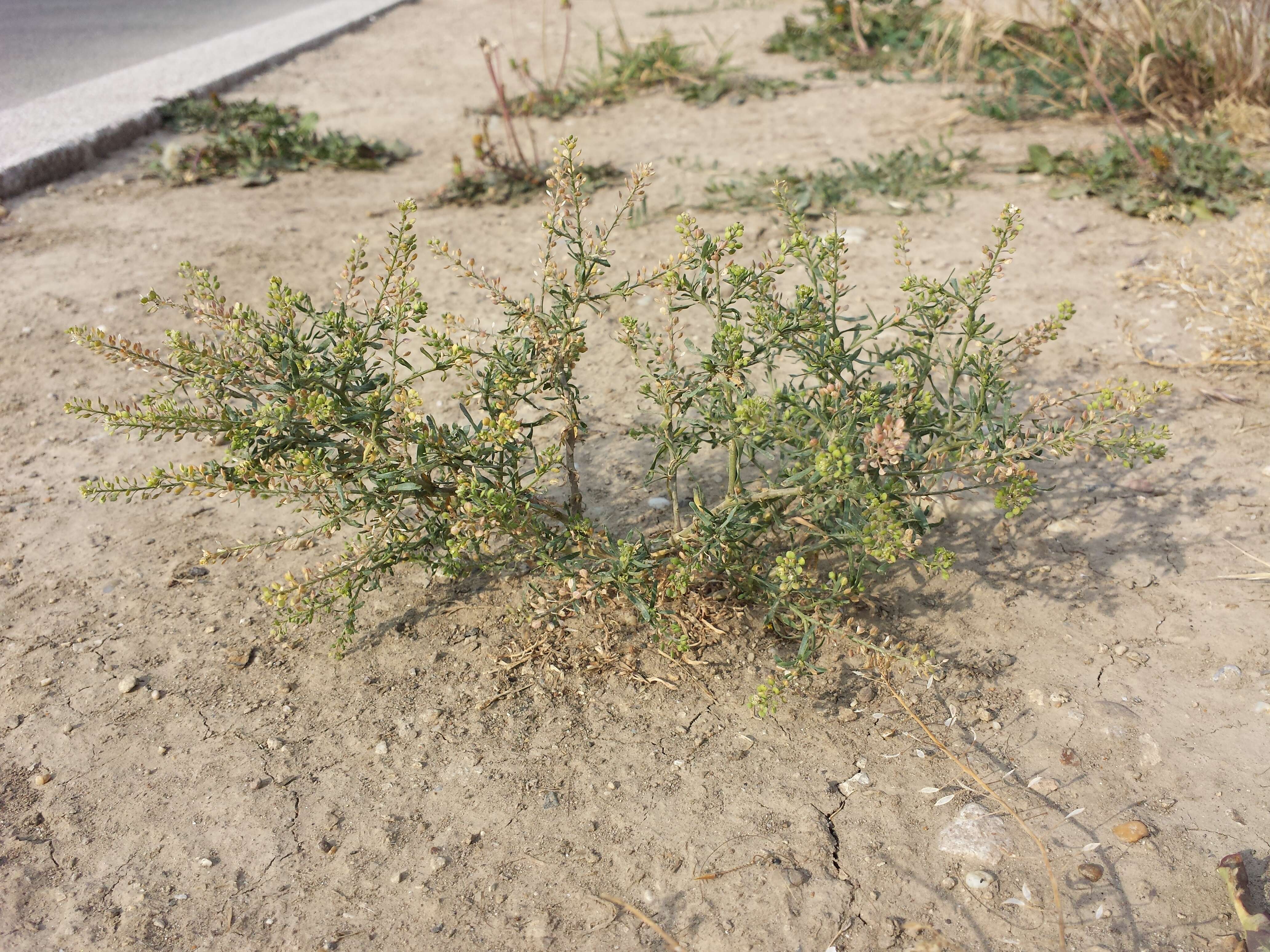 Image of narrow-leaved pepperwort