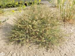 Image of narrow-leaved pepperwort