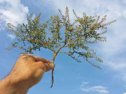 Image of narrow-leaved pepperwort