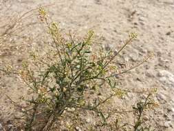 Image of narrow-leaved pepperwort