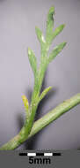 Image of narrow-leaved pepperwort