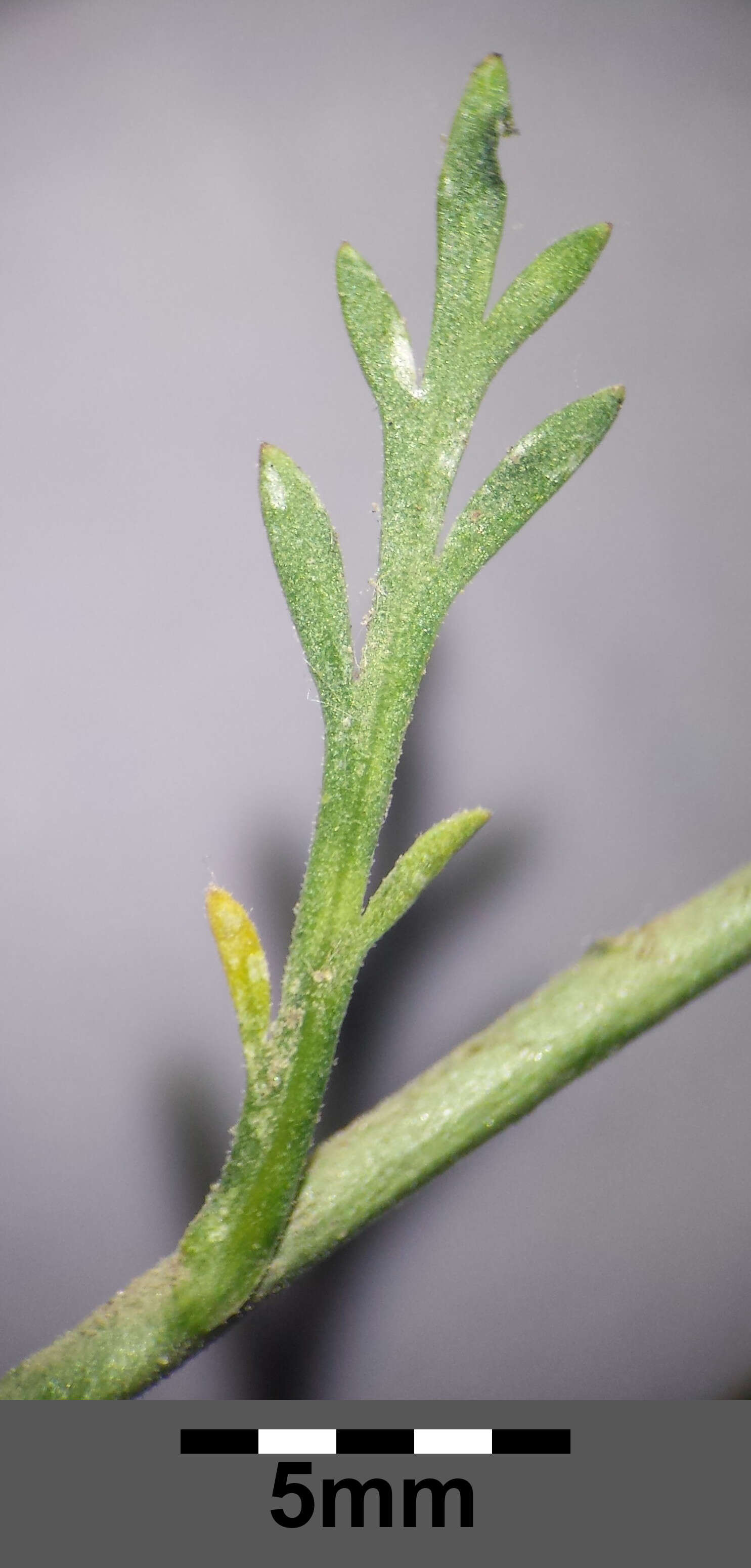 Image of narrow-leaved pepperwort