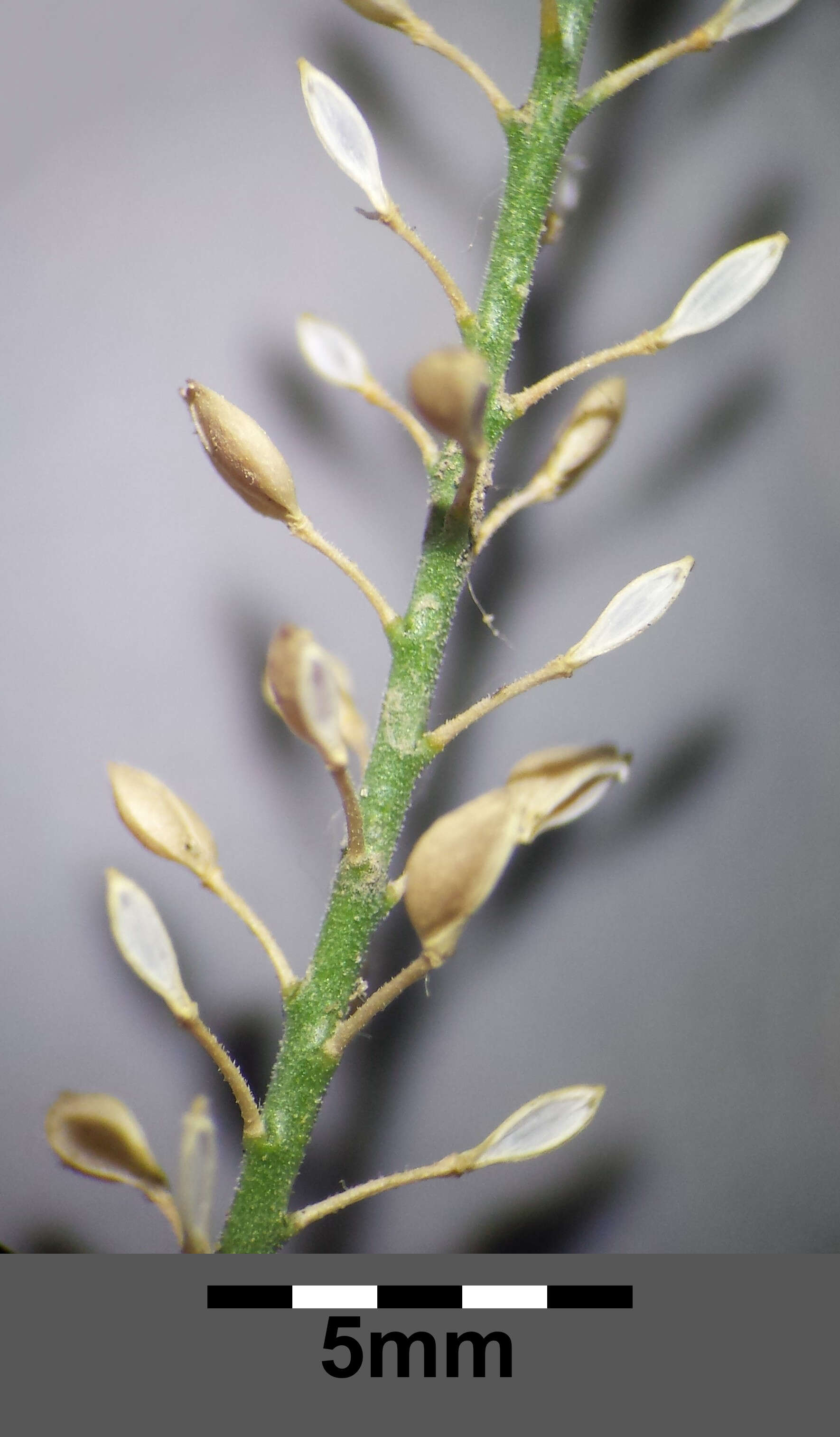 Image of narrow-leaved pepperwort