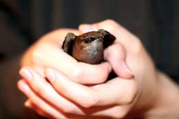 Image of Chimney Swift