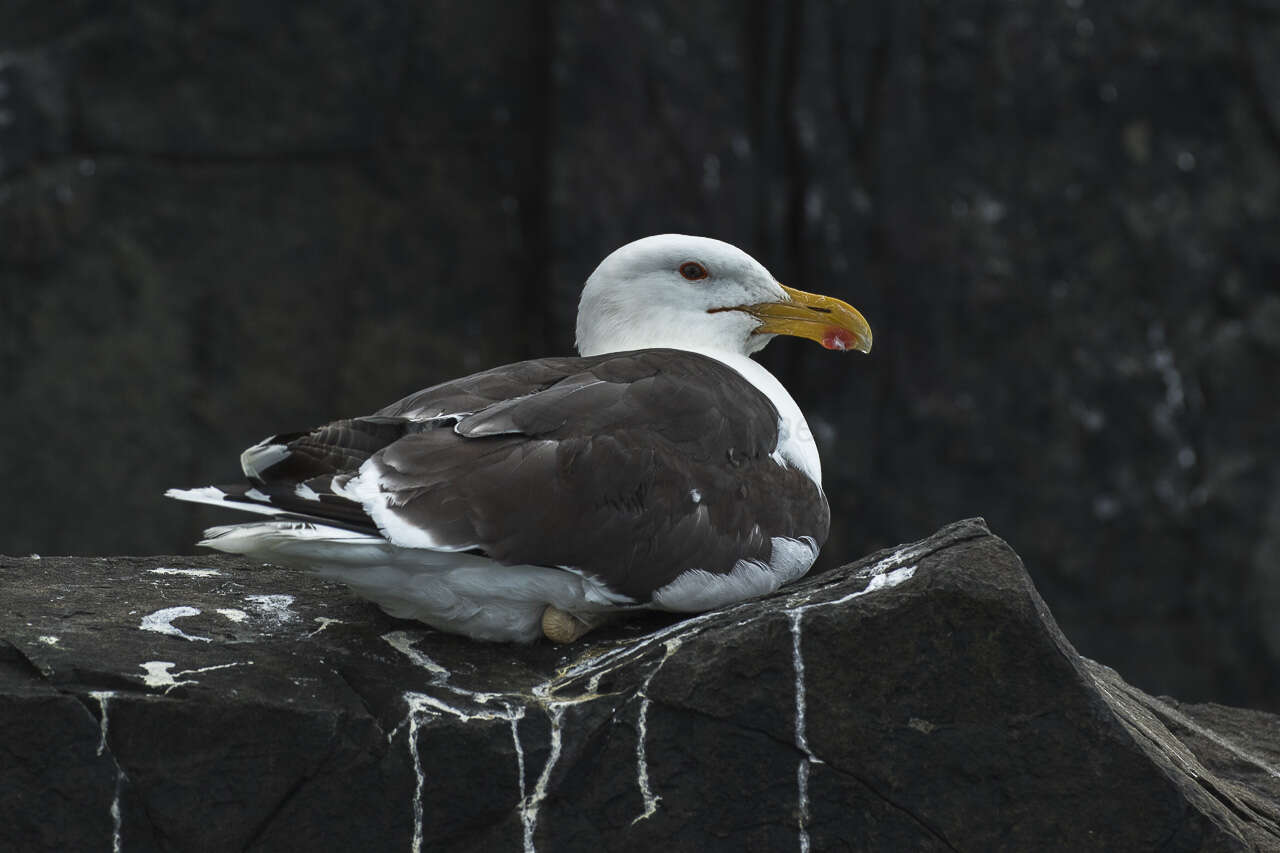 Image of Great Black-backed Gull