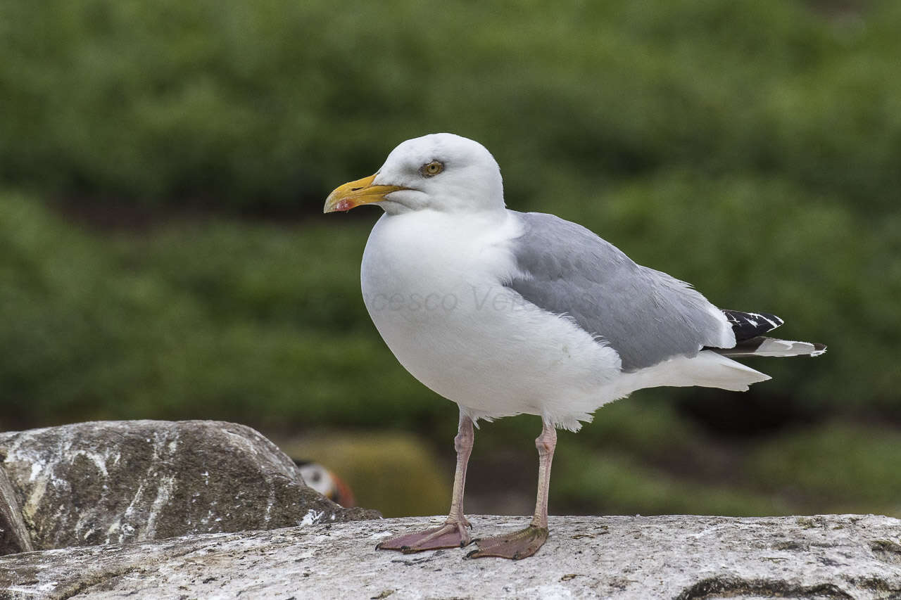 Image of European Herring Gull