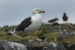 Image of Great Black-backed Gull