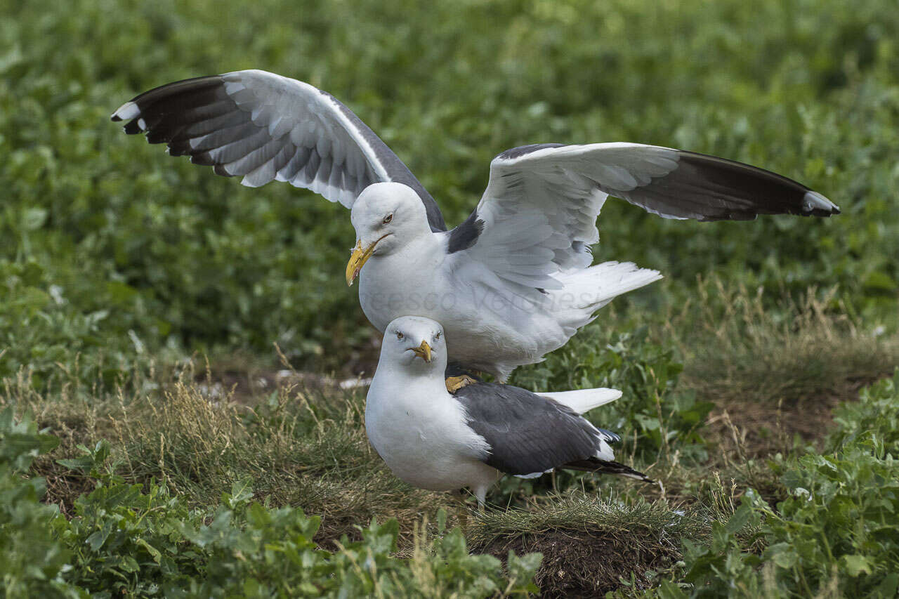 Image of Lesser Black-backed Gull