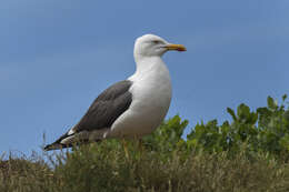 Image of Lesser Black-backed Gull