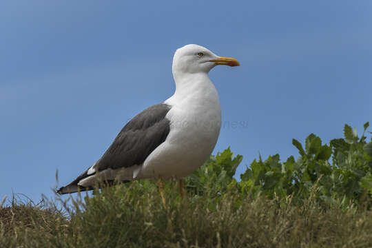 Image of Lesser Black-backed Gull