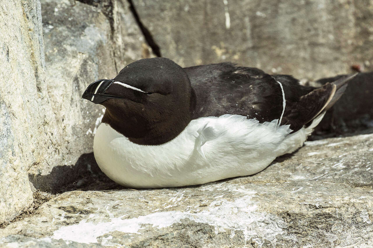 Image of Lesser auk